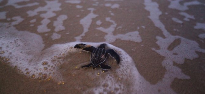 ‘Corona’ günlerinde doğa yenileniyor: 20 yıl sonra deniz kaplumbağaları yeniden görüldü