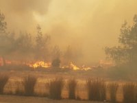 Avrupa Komisyonu Tarafından “Orman Yangınlarının Önlenmesi” Konulu Webinar Düzenlenecek