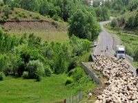 Türkiye’de, Göçerlerin 50 Günlük Zorlu Yayla Yolculuğu Sürüyor