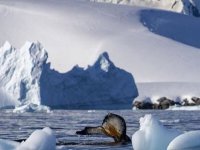 Güney Kutbu'nda sıcaklık küresel ortalamaya göre üç kat daha fazla artıyor