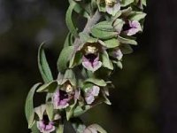 Trodos’ta Nadir Görülen Orkide Çiçek Açtı