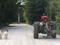 İki köpeğini traktöre bağlayıp götürdü