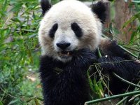 Panda koruma alanları nedeniyle bazı yırtıcıların soyu tehlikeye girdi