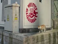 CHP'den ilk kampanya filmi "Kedidir Kedi"