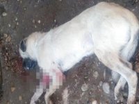 Hayvan Ve Refah Yasasına Aykırı Hareket Etti, Köpeği Vurdu