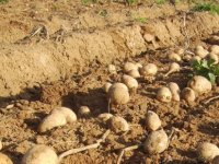 Güney Kıbrıs’ta 50 Çeşit Patates Üretiliyor