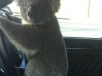 Avustralya'da Koala, Önce Zincirlemeye Kazaya Neden Oldu Sonra Direksiyonda Poz Verdi