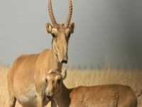 Kazakistan'da 10 bin antilop öldü!