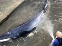 İngiltere'nin başkenti Londra'daki Thames nehrine giren bir balina için kurtarma operasyonu yapıldı  OKU, YORUMLA ve PAYLAŞ ==> https://www.kibrisgazetesi.com/dunya/ingiltere-nin-baskenti-londra-daki-thames-nehr