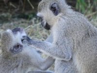 Hasta maymunların sosyal mesafeye uyduğu ortaya çıktı