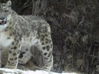 ABD’de 3 kar leoparı Kovid-19’dan öldü