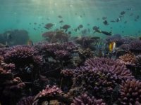 İklim Krizi: Dünyanın en büyük mercan kayalığı sisteminde yeni bir beyazlaşma felaketi