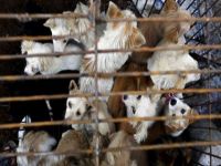 Büyük tepki çeken 'Yulin köpek yeme festivali' başladı