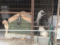 Güzelyurt Hayvanları Koruma Derneği: Gönyeli Belediyesi Hayvan Barınağı Oldukça Kötü Şartlarda