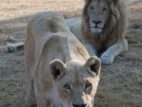 Güney Afrika'da Aslan Ve Pumalara Bakıcılarından Kovid-19 Bulaştı