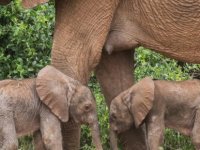 Kenya’da Bir Fil İkiz Doğurdu: Fillerde İkiz Doğumlar Yüzde 1 Görülüyor