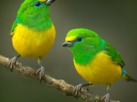 Kuşlar Arasında Cinsel Yolla Bulaşan Hastalık Salgını: İnsanlara Da Geçiyor Uyarısı