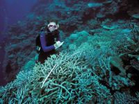 Küresel Isınma yüzünden deniz canlıları tehlikede