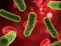 Enerobakteri, Salmonella, zirai ilaç kalıntısı, antibiyotik v.b. piyasada