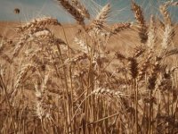 Hindistan dünyadaki buğday arz açığını kapatmak istiyor