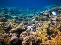 Her yıl 6 bin ton güneş kremi mercan kayalıklarını ‘yalıyor’