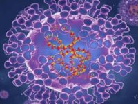 Virolog Tareen: Maymun çiçeği virüsüne karşı Çiçek aşısı etkili