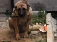 Trabzon'da bekçiyi ısıran köpek gözaltına alındı