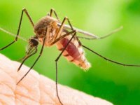Sivrisineklerin insanları nasıl seçtiği ortaya çıktı