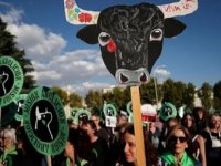İspanya’da boğa güreşlerinin yasaklanması için Madrid’de gösteri düzenlendi