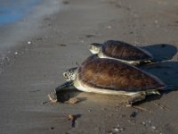 Beş deniz kaplumbağası doğal yaşam alanına geri döndürüldü
