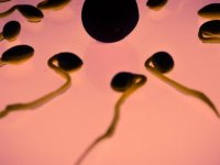 Erkeklerin sperm sayısının neredeyse yüzde 50 azaldığı ortaya çıktı