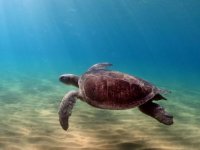 SPOT: “Yeşil kaplumbağalarımızın geleceği Mısır’daki lagüne bağlı”