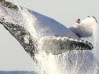 Omurgası kırık kambur balina 5 bin kilometre yüzdü