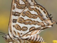 Kıbrıs Adası, çok değerli kelebek türlerine ev sahipliği yapıyor
