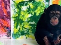 Chimpcasso: Ünlü şempanzenin tabloları satışa çıktı