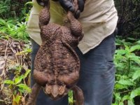 Dünyanın en büyük kara kurbağası Avustralya'da bulundu