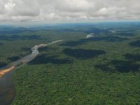 Amazon havzasındaki ormanlar tehlikede
