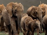 Yeni DNA toplama uygulaması filler üzerinde test edildi