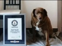 30 yaşındaki Bobi, dünyanın en yaşlı köpeği rekorunu kırdı