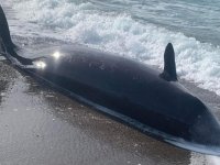 Baf bölgesinde kıyıya vuran gagalı balinalardan 6’sının öldüğü tespit edildi