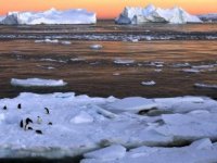 Antarktika’da deniz buzu rekor düşük seviyede