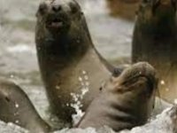 Peru’da kuş gribi alarmı: Binlerce deniz aslanı öldü