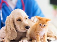 YDÜ Hayvan Hastanesi’nde can dostlarımız kediler ve köpekler için check-up zamanı!