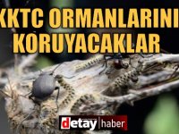KKTC ormanlarını Türkiye'den götürülen 'avcı böcekler' koruyacak