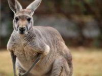 Avustralya'da katledilecek kanguru sayısı hükümetle aktivistleri karşı karşıya getirdi