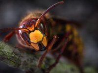 Yiyecek arayan arılar, tecrübenin peşinden gidiyor