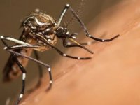 Bilim insanlarından sivrisineklerin salyalarıyla ilgili uyarı