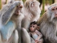 Nesli tükenme tehlikesindeki makak maymunları Çin’e satılacak