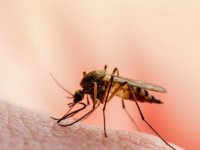 Uzmanlar ölümcül sivrisinek tehdidine karşı uyardı