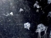 Bilim insanları şaşkın… Tam 24 tane gözü olan deniz anası keşfedildi